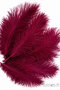 Strauss - 30-40 cm - bordeaux